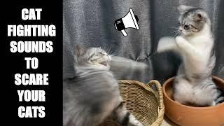 Cat Fighting Sounds to Scare Cats #13