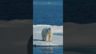 Встретили белого медведя на льдине в открытом море