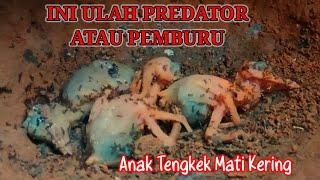 Anak Tengkek Mati Kering di Tinggal Induknya