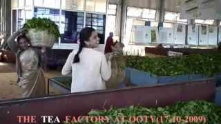 THE TEA FACTORY AT OOTY UDAGAMANDALAMTAMIL NADU INDIA17- 10- 2009