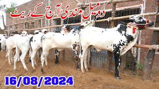 Today Domail Mandi Fatehjang Rate’s update16Aug2024-Part01Sunny Video Fateh Jang Cow Mandi 2024