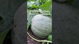 Watermelons in a raised bed - here’s what we learned #watermelons #garden #shorts