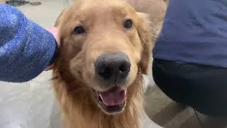 Dog Mating Naturally - Golden Retrievers achieve Breeding Tie