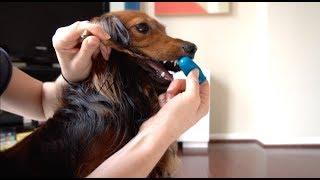 DJANGO - How to Brush Your Dogs Teeth If They Hate It