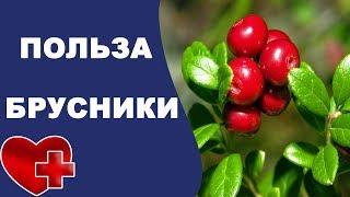 Почему так полезна бруcника? Польза и вред брусники для организма