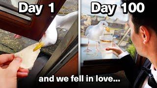 Feeding My Pet Seagull for 100 Days to Gain his Trust