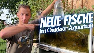 Die perfekten Fische für das Outdoor Aquarium