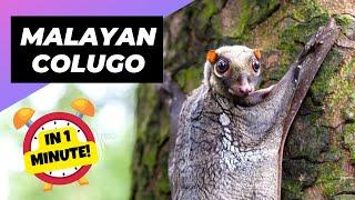 Malayan Colugo - In 1 Minute  Unique Animal You Have Never Seen  1 Minute Animals