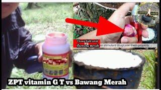 ZPT vitamin  Perangsang Getah vs Bawang Merah?