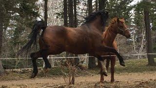 Horses First Meeting my crazy squealing Arabian funny