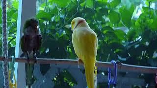 Indian Ringneck Flirting With His Neighbor a Quaker