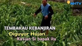 Kocak ‼️ Nasib Sebagian Petani Tembakau Lombok Seusai Diguyur Hujan