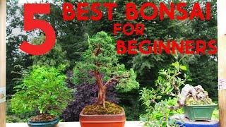 Top 5 Bonsai Beginner Species