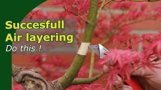 How to succesfully air layer trees  Two tips to avoid failure and explained on a Japanese Maple