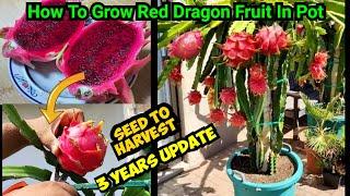 How To Grow Red Dragon Fruit In Pot  Seed To Harvest3 Year Updates घर में उगाइये लाल ड्रैगन फ्रूट