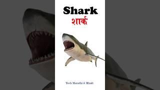 Water Animals Name In English And Hindi  पानी में रहने वाले जीवों के नाम 