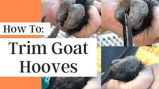 How To Trim NigerianPygmy Goat Hooves  The Urban Lady Bug