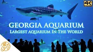 Georgia Aquarium Largest aquarium in the world Atlanta 4k Attractions