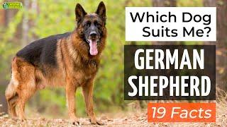 Is a German Shepherd the Right Dog Breed for Me? 19 Facts About German Shepherd Dogs