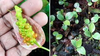 Anthurium plant care how to plant anthurium seeds #learngardening