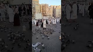 Burung Merpati Khas di Makkah