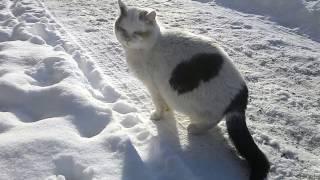  FROZEN CAT  - minus 20 degrees Celsius