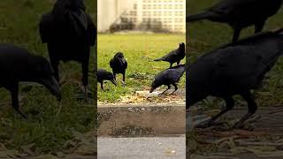 The surprising intellect of crows #crows #facts #birds #subscribe