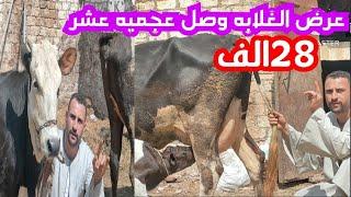 العيار فلت من تاجر الشباب والله لاخلي اللي ما يشتري يتفرج عجميه عشر 28الف