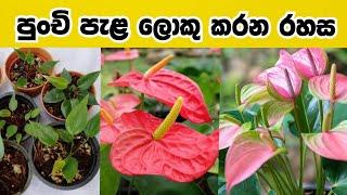 How to grow anthurium - Fast anthurium blooming tips - පුංචි ඇන්තූරියම් පැළ ලොකු කරන රහස