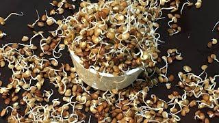 How to sprout HorseGramSprouted horsegramKulthi sprouts