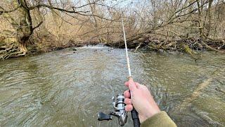 Wild TROUT Fishing Small Creeks + TIPS