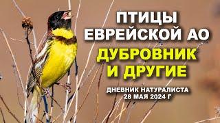 Птицы Еврейской автономной области. Дневник натуралиста 28 мая 2024 г.