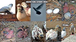 pigeon baby growth video cheeni kabootar baby growth 1 day and 29 day growth  All pigeon birds