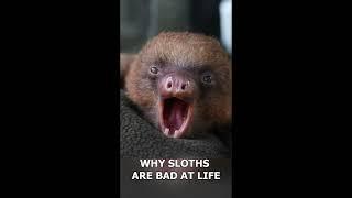 Sloths Are SO BAD In Life