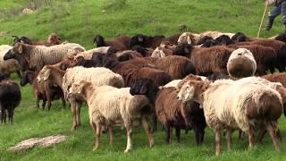 Гиссарские овцы  хозяйства Баракат в Гиссарских горах весной