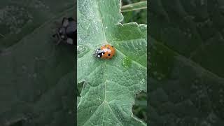 Ladybird nest