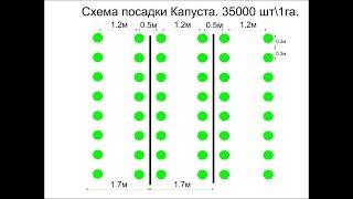 Схема посадки овощей на примере перца.