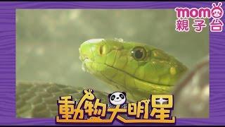 動物大明星 S1【蛇】第1季 第12集｜認識動物｜自然生態｜魚類｜爬蟲類｜昆蟲｜海洋生物｜哺乳類｜Animal big star｜兒童電視節目【親子台｜官方HD完整版】momokids