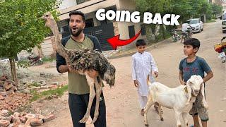 Turab Ostrich Ko Wapis Bhej Rha HaiPta Nhi Kya Hogea Esy