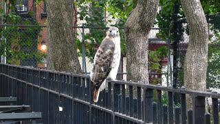 Adult red-tailed hawk catches a rat in Tompkins Square