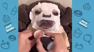 Funniest Cute Pet  Compilation That Make You Feel Happy