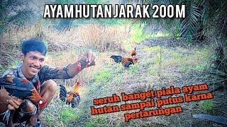 mikat ayam hutan-kokok tarik ini mengundang ayam hutan sejauh 200 meter