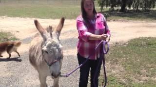 How to train a donkey to lead at a trot