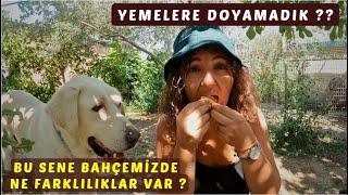 GEÇEN SENEYE GÖRE BU YAZ BAHÇEMİZDE NE FARKLILIKLAR VAR ? YEMELERE DOYAMADIK 