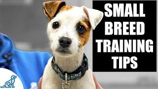 5 IMPORTANT Tips For Small Breed Puppy Training