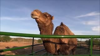 The camels broke another fence Do camels love triangles? VLOG