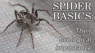 The Ecological Importance of Spiders – Spider Basics Beyond the Eight Legs Episode 2