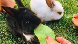 Yavru Tavşanlar Mama Yiyor ÇOK TATLILAR   Çocuk Videosu