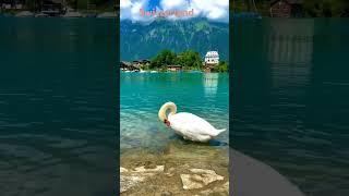 Most beautiful Switzerland #switzerland #travel #pakistan #travel #tourism #nature #world #wonder