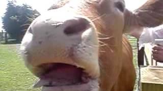 Cow Tounge